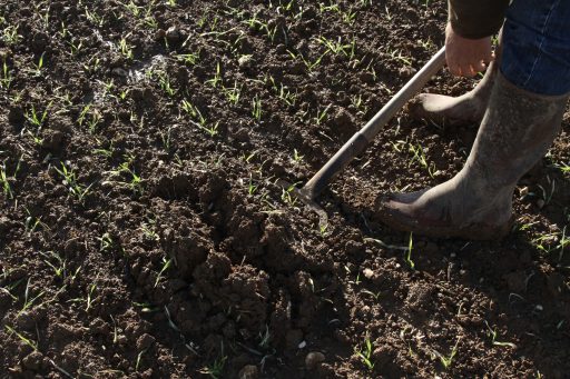 Un agriculteur bêche son sol pour analyser sa fertilité.