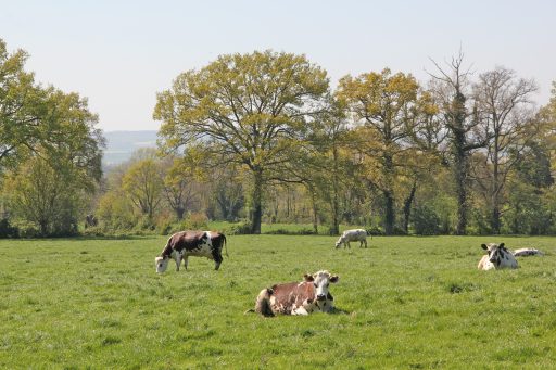Vaches normandes et pommiers en fleurs