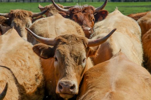 Vache limousine avec de belles cornes et un regard doux.