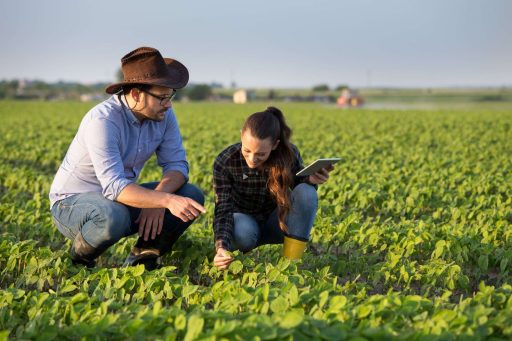 Expert agronome observant et analysant une culture directement sur le terrain.